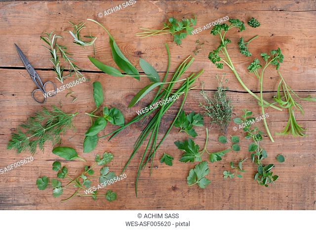 Different culinary herbs and scissors on wood