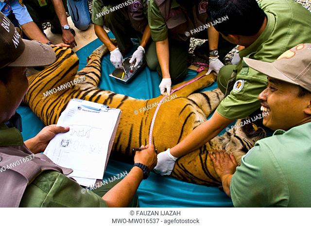 An officer measuring a Sumatra tiger, Panthera tigris sumatrae, in Badan Konservasi Sumber Daya Alam or BKSDA, a Natural Resource Conservation Agency in Banda...