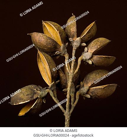 Open Paulownia Seed Pods against Dark Background, Close-Up Rear View