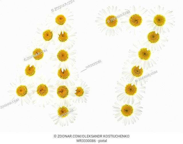 Arabic numeral 47, forty seven, from white flowers of chamomile, isolated on white background