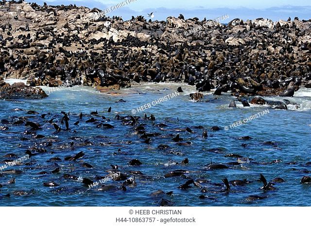 Cape Fur Seal, Arctocephalus pusillus, Dyer Island, Walker Bay, Gansbaai, Western Cape, South Africa, seals, colony, sea, ocean, water, coast, rocks, rock