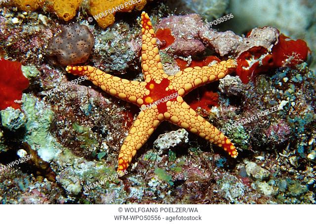 Red mesh star, Fromia monilis, Indian Ocean, Maldives
