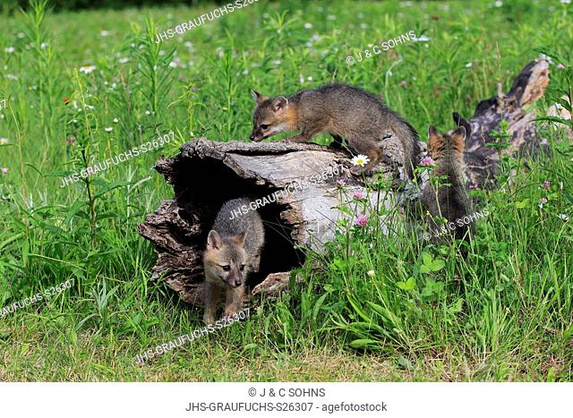 Gray fox, (Urocyon cinereoargenteus), three young siblings playing close to log in floret meadow curious, Pine County, Minnesota, USA, North America