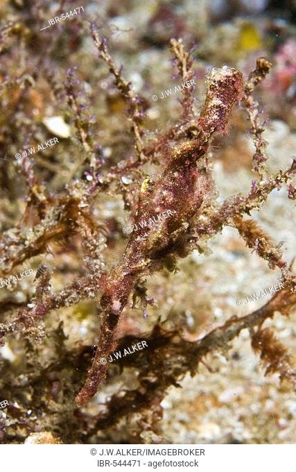 Perfectly camouflaged. Robust Ghost Pipefish, Solenostomus cyanopterus, mimic the seagrass in which they live