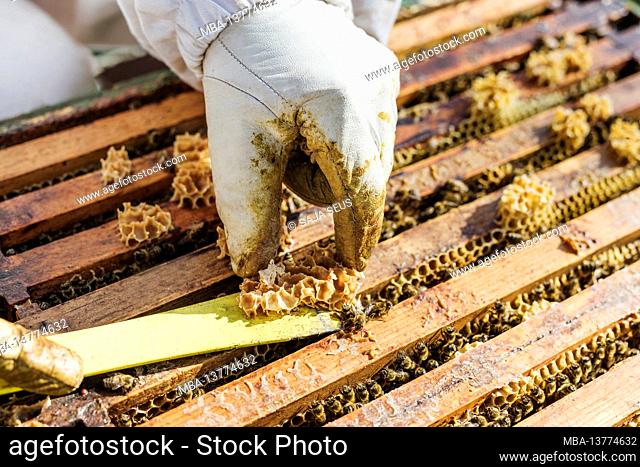 Organic beekeeper changing hives