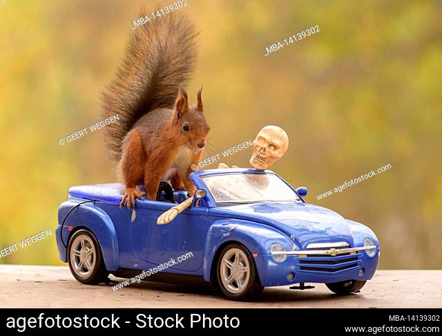 red squirrel is standing on a car with a skeleton