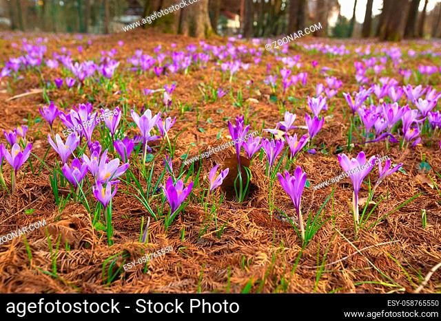 Saffron flowers on the field in spring