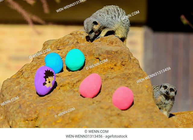 Meerkats (Suricata suricatta) joined in with the Easter fun by having an Easter egg hunt with hollowed out papier mache eggs filled with tasty fresh vegetables