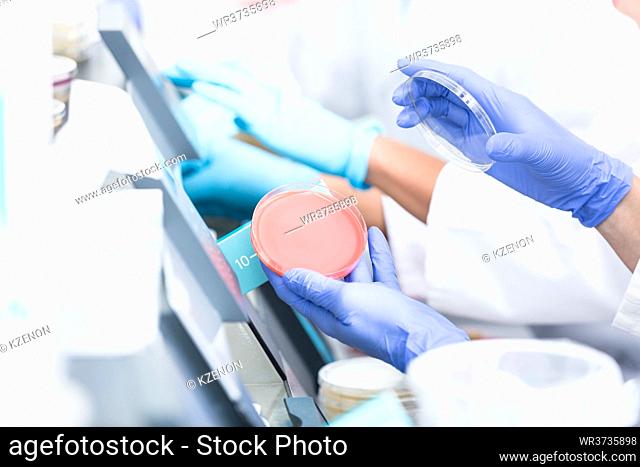 laboratory technicians analyzing bacteria cultures in petri plates