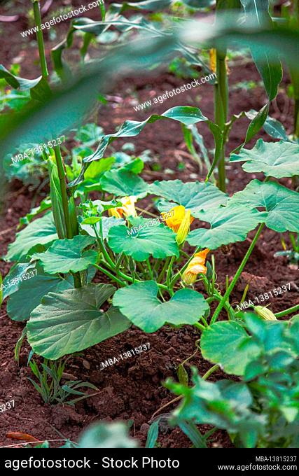 Zucchini, vegetable patch, zucchini plant, blossoms, organic garden, self-sufficiency, self-cultivation, green, healthy, summer