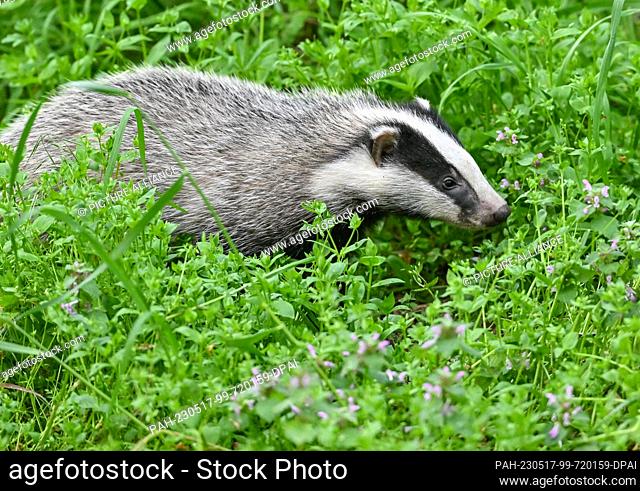 16 May 2023, Brandenburg, Sieversdorf: A young European badger (Meles meles) explores the forest near the burrow. The nocturnal predator belongs to the marten...