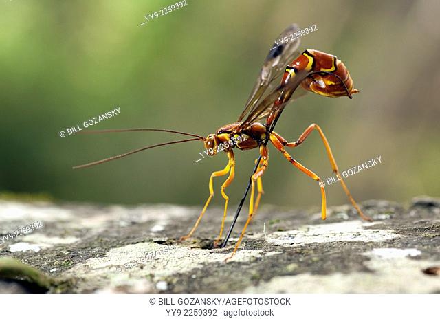 Female Giant Ichneumon Wasp (Megarhyssa macrurus) - Pisgah National Forest - Brevard, North Carolina USA
