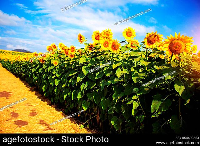 Sunflower in garden at the sky