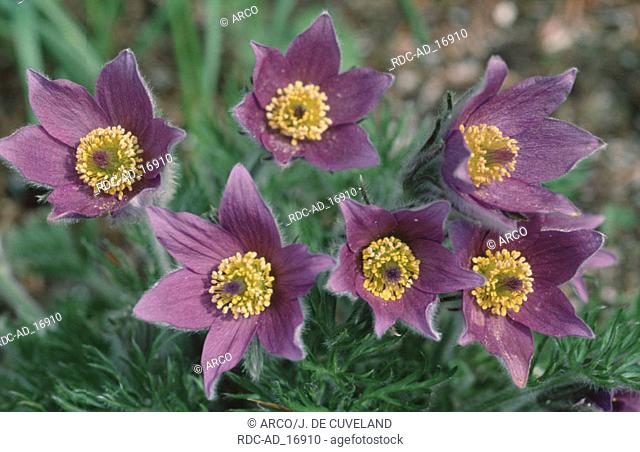 Pasque Flower Pulsatilla vulgaris