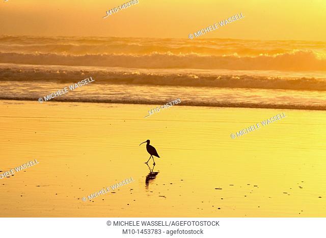 Marbled Godwit at sunset on Morro Bay Strand State Beach