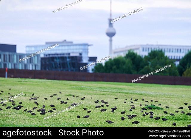 26 July 2023, Berlin: Starlings forage in the soil at Spreebogen Park. The moist soils are ideal for starlings to get their hands on earthworms and soil insects