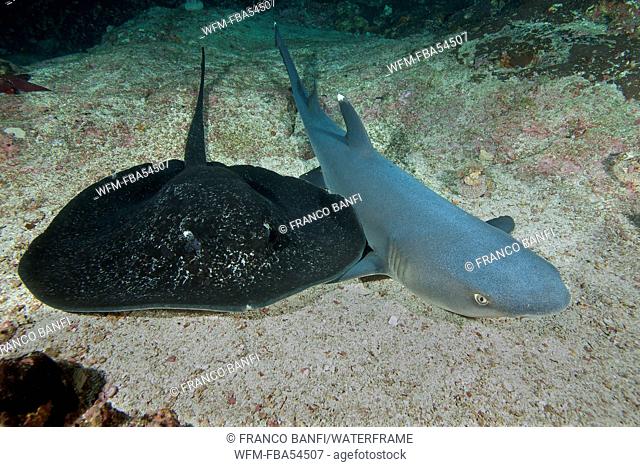 Whitetip Reef Shark and Marbled Ray, Triaenodon obesus, Cocos Island, Costa Rica