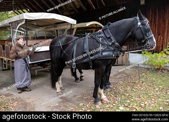 20 October 2020, Lower Saxony, Döhle: Britta Alpers, the heather coachwoman, harnesses her horses to the carriage in Döhle