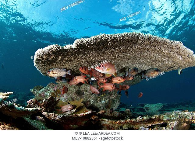 Soldier Fishes - under a Table Coral (Myripristis botche). Maldives