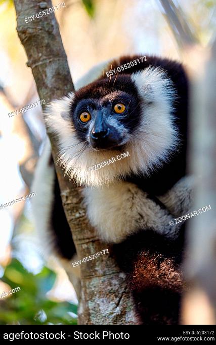 Endemic Black-and-white ruffed lemur, Varecia variegata subcincta . Andasibe, Madagascar, Vakona Private Reserve. Magagascar wildlife and wilderness