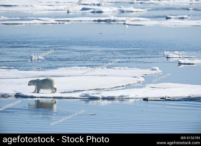 Polar bear (Ursus maritimus), Mother with Two Cubs in Water, North East Greenland Coast, Greenland, Arctic, North America