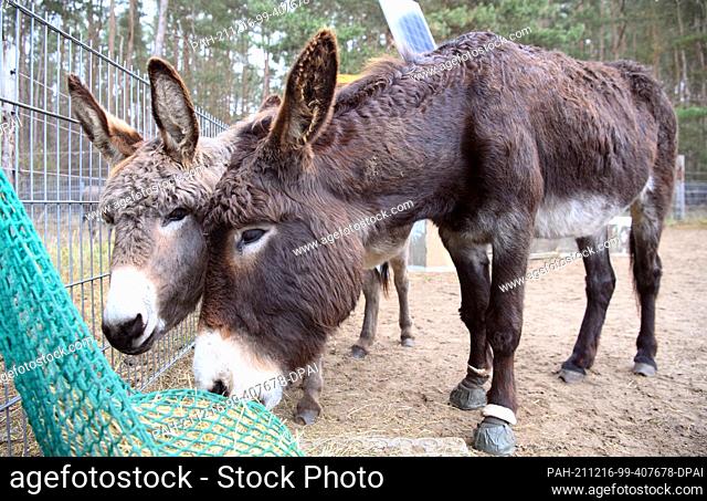 16 December 2021, Brandenburg, Schönwalde/Ot Paaren Im Glien: Kaatje (l), a dwarf donkey from the Netherlands, and Lisa, a large donkey
