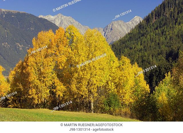 Aspen or Commen Aspen Populus tremula in autumn  Dolomites, Alps, South Tyrol, Alto Adige, Italy, Europe