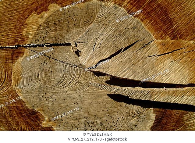 Close-up of the cross section of a tree