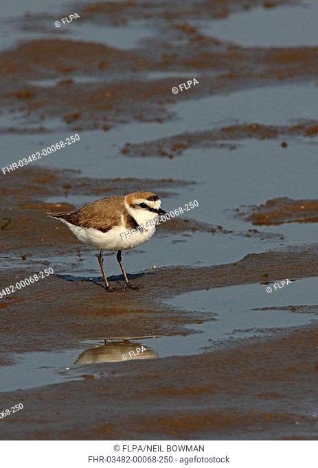 Kentish Plover Charadrius alexandrinus nihonensis adult, summer plumage, standing on sandflats, Hebei, China, may