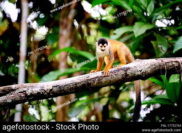 Central American squirrel monkey or red-backed squirrel monkey (Saimiri oerstedii), Corcovado National Park, Osa Peninsula, Costa Rica