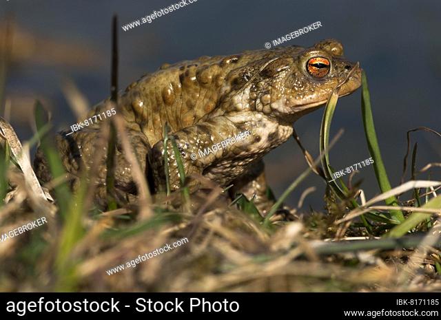 Common toad (Bufo bufo) leaving the pond, spawning site, Canton Baselland, Switzerland, Europe