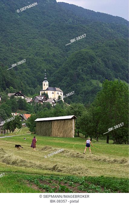Hay harvest - haymaking in Strednja vas - Triglav National Park - Slovenia