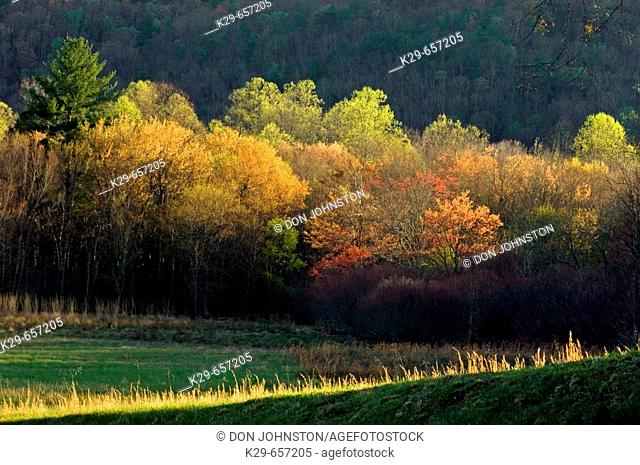 Spring trees at edge of sunlit meadow in Cades Cove. Appalachian, Great Smoky Mountains National Park, Tennessee, USA