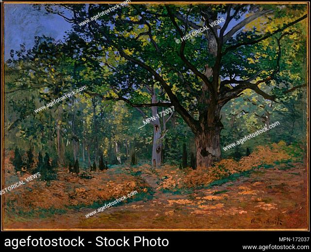 The Bodmer Oak, Fontainebleau Forest. Artist: Claude Monet (French, Paris 1840-1926 Giverny); Date: 1865; Medium: Oil on canvas; Dimensions: 37 7/8 x 50 7/8 in