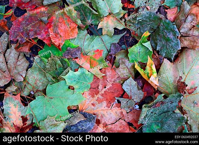 Detailed close up view on a forest ground texture with lots of leaves