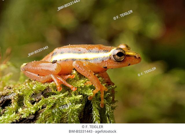 Mitchell's Reed Frog (Hyperolius mitchelli), sitting on mossy deadwood