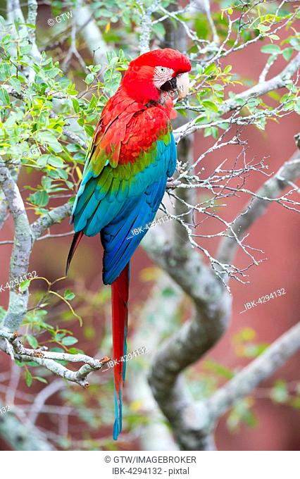 Green-winged Macaw or Red-and-green Macaw (Ara chloropterus), Buraco das Araras, Mato Grosso do Sul, Brazil