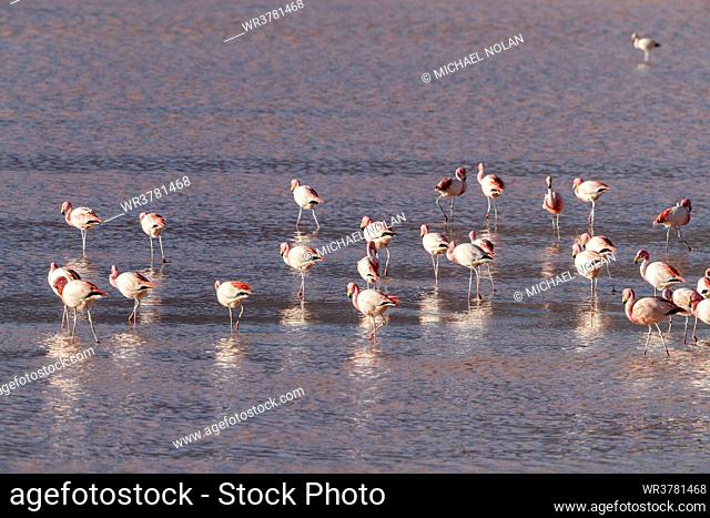 Flamingos gathered in the hundreds to feed, Eduardo Avaroa Andean Fauna National Reserve, Bolivia, South America
