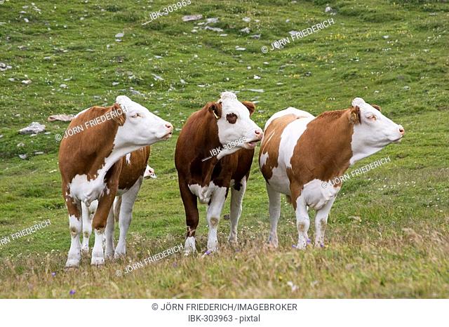 Three cows looking sidewards, meadow near by Grossglockner Hochalpenstrasse, national park Hohe Tauern, Austria