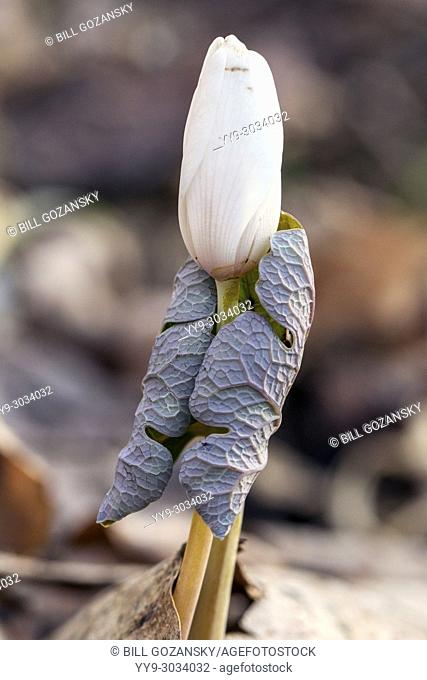 Bloodroot (Sanguinaria canadensis) - Holmes State Educational Forest, Hendersonville, North Carolina, USA