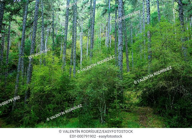 Scots pine Pinus sylvestris in the Natural Park of the Serrania de Cuenca