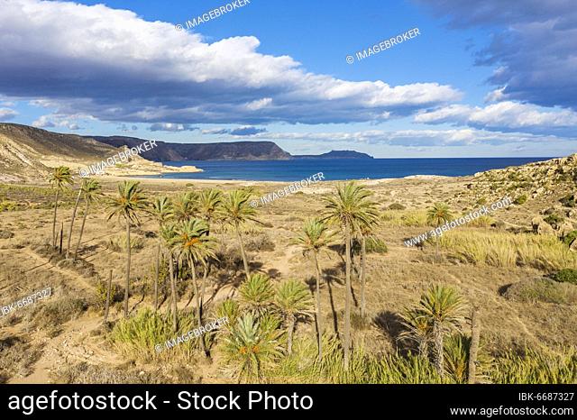 Palms at the beach El Playazo, aerial view, drone shot, Nature Reserve Cabo de Gata-Nijar, Almeria province, Andalusia, Spain, Europe