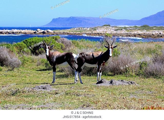 Bontebok, (Damaliscus dorcas dorcas), adult couple, Cape of the Good Hope, Table Mountain Nationalpark, Western Cape, South Africa, Africa