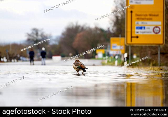 15 December 2023, Hesse, Oestrich-Winkel: A red-crested pochard stands in the water on the closed and flooded B42 in Mittelheim (Oestrich-Winkel)