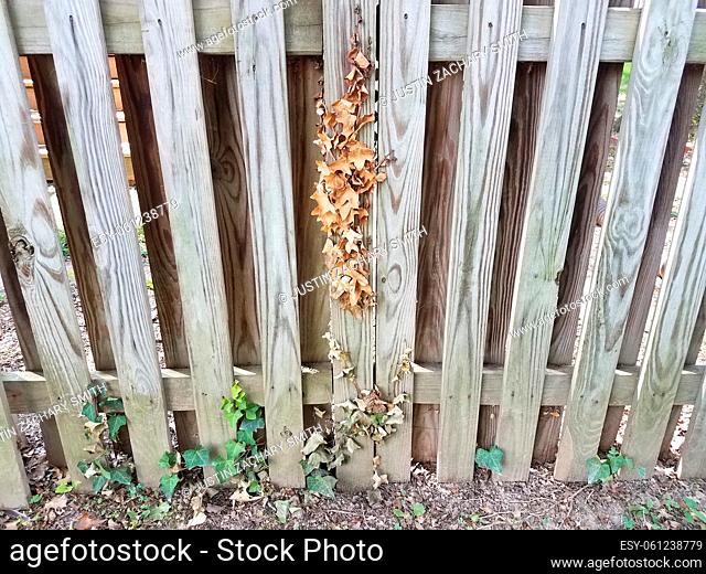 wood fence with dead brown and alive green ivy on it