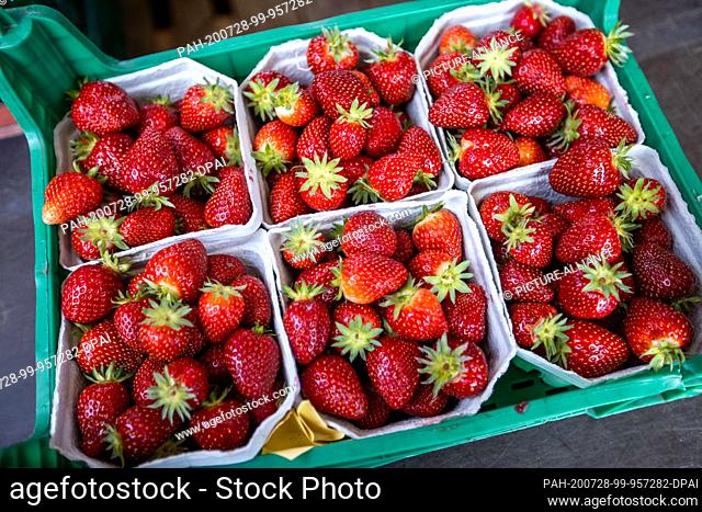 22 July 2020, Mecklenburg-Western Pomerania, Hohen Wieschendorf: Freshly picked strawberries lie in sales trays on the edge of the field at the Erdbeerhof...