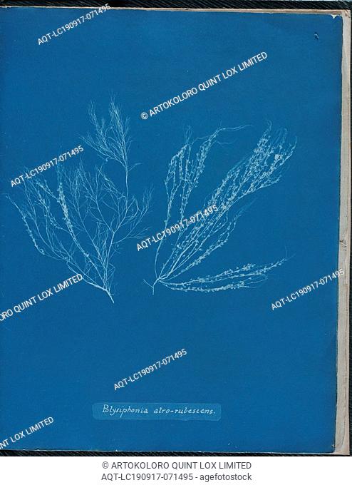 Anna Atkins, English, 1797-1871, Polysiphonia atro-rubescens, 1843 or 1844, cyanotype, Page: 10 3/8 × 8 1/8 inches (26.4 × 20.6 cm)
