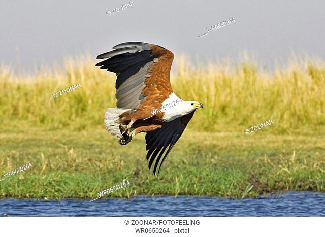 Schreiseeadler Haliaeetus vocifer im Flug mit Beute, Chobe Fluss, Chobe River, Chobe National Park, Botswana, Afrika, African Fish Eagle at flight with prey