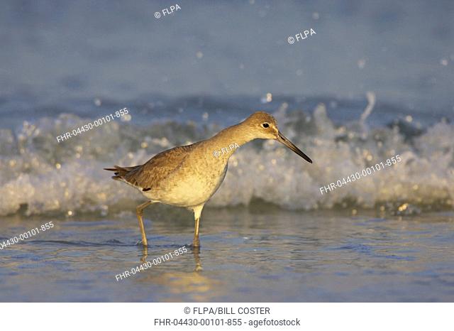 Willet Catoptrophorus semipalmatus adult, winter plumage, foraging on shore with breaking wave, Fort de Soto, Florida, U S A