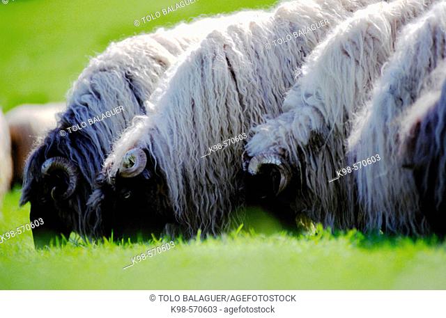 Rams grazing. Baztán valley. Navarra. Spain